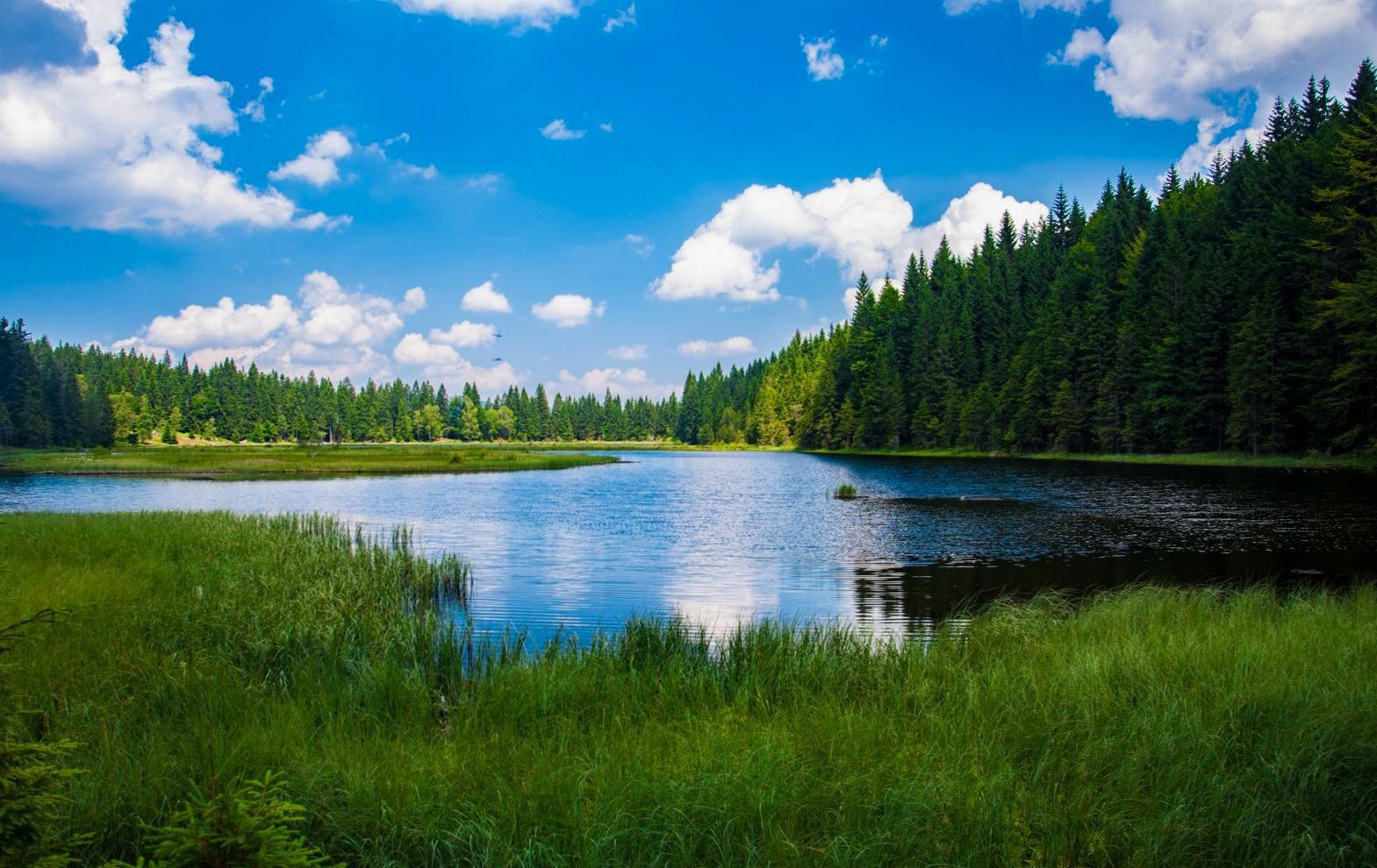 Calm lake bordered by dense conifer forest under a summer sky